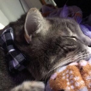 Meet your Posher, Leo